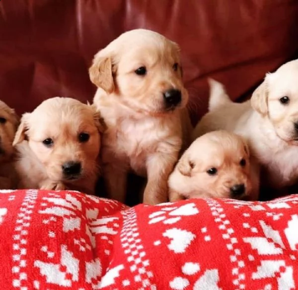 adorabili cuccioli di golden retriever in vendita. | Foto 0