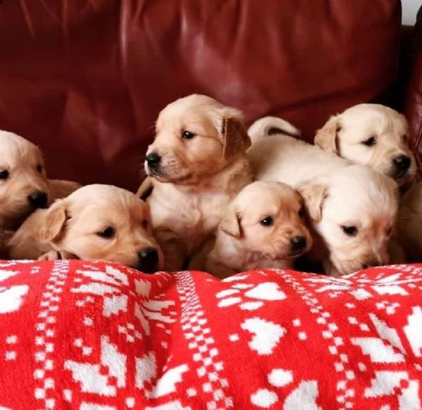 adorabili cuccioli di golden retriever in vendita.