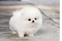 mini pomerania pomerania