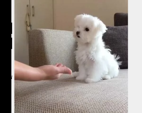 cucciolo di maltese maschio in regalo