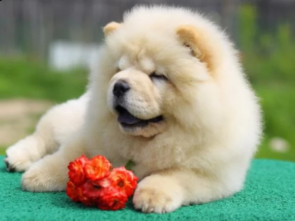 vendita cuccioli di chow chow con pedigree enci 