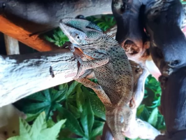 adorable nosy be chameleon