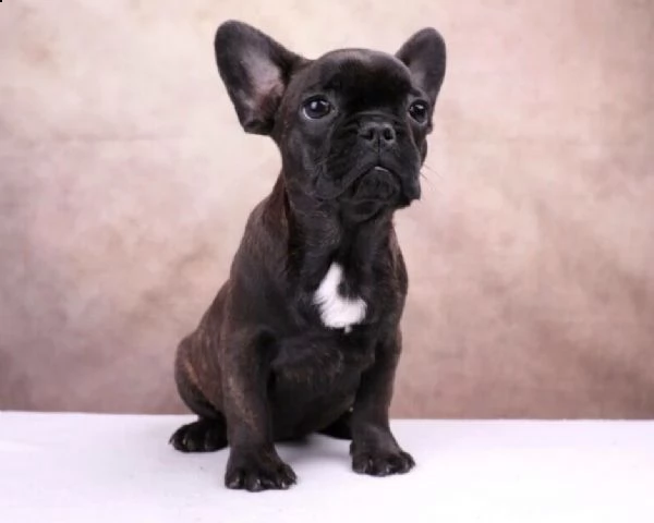 cucciolo di bouledogue francese maschio e femmina nero in vendita da negozio