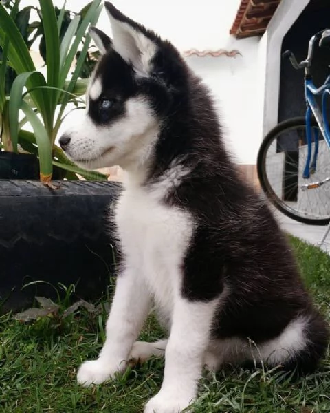 vendita cucciolo vendo splendidi esemplari di husky