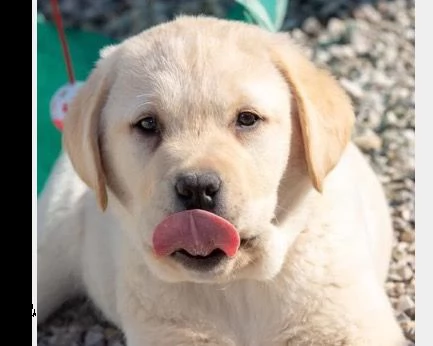 vendita bellissima cuccioli di labrador con pedigree