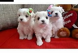 cuccioli di razza maltese 