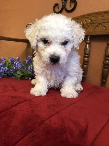 cucciolo di bichon tenerissimi intrigantissimi e buonissimi di 70 giorni sia maschi che femmina otti