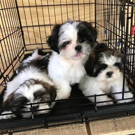 magnifici cuccioli di shih tzu in adozione 