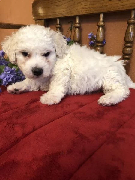  cucciolo di bichon tenerissimi intrigantissimi e buonissimi di 70 giorni sia maschi che femmina ott