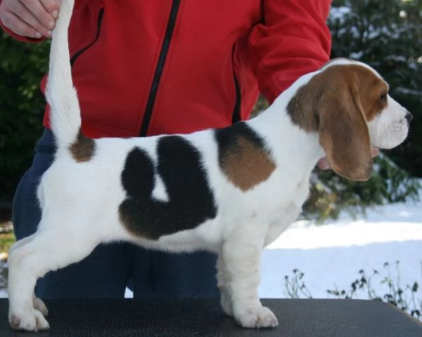 vendita due bellissimi cucciolate beagle con pedigree