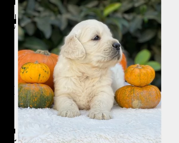 vendita cucciolo cuccioli di golden retriever linea inglese