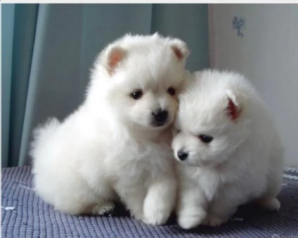 cucciolo di volpino pomerania nano toy maschio e femmina bianco nero arancio , pelo lungo , mantello