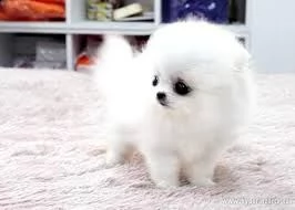 mini pomerania pomerania