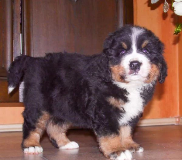 cucciola bovaro del bernese