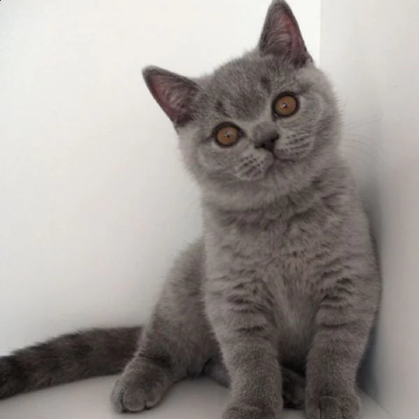 simpatici gattini british shorthair