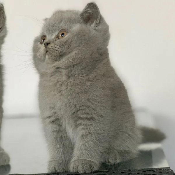 british shorthair | Foto 3