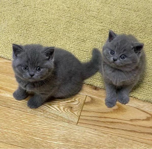 british shorthair | Foto 2