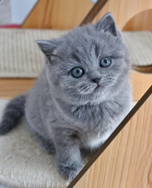 amorevole gattini british shorthair | Foto 1