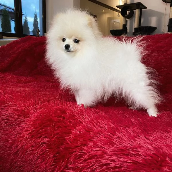 regalo  volpino pomerania mini toy  | Foto 0