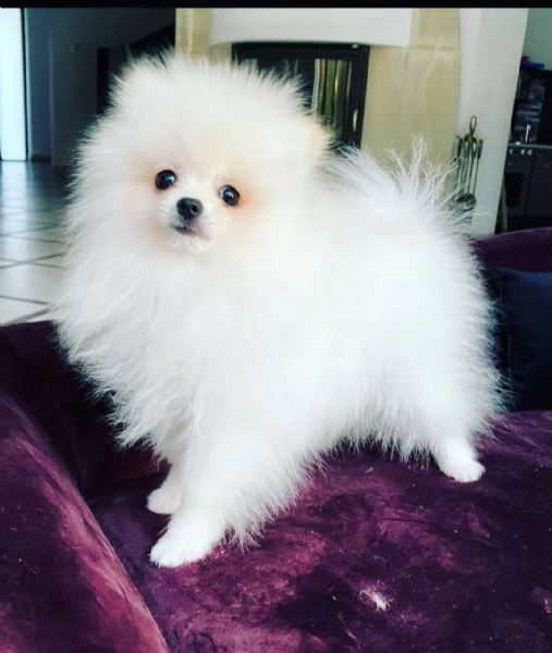 regalo  volpino pomerania mini toy 