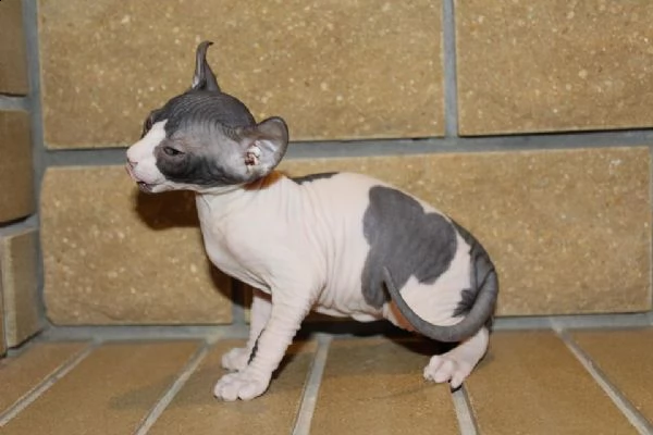 meraviglioso ultimo cuccioli maschi di sphynx | Foto 2