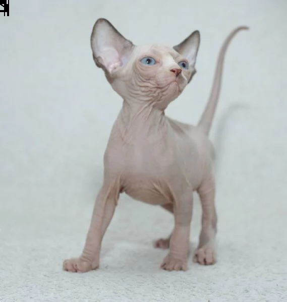 meraviglioso ultimo cuccioli maschi di sphynx | Foto 1