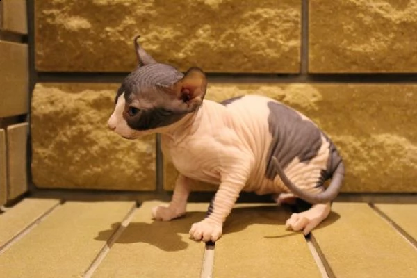 meraviglioso ultimo cuccioli maschi di sphynx | Foto 0