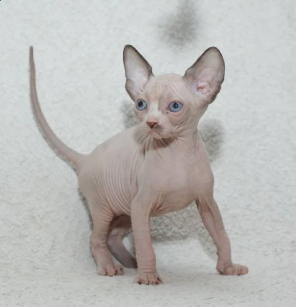 meraviglioso ultimo cuccioli maschi di sphynx