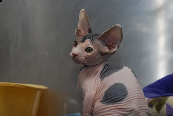 cuccioli di sphynx | Foto 3