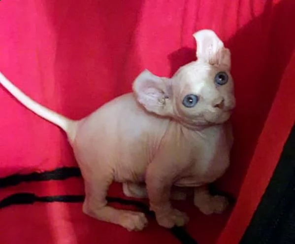 cuccioli di sphynx | Foto 1