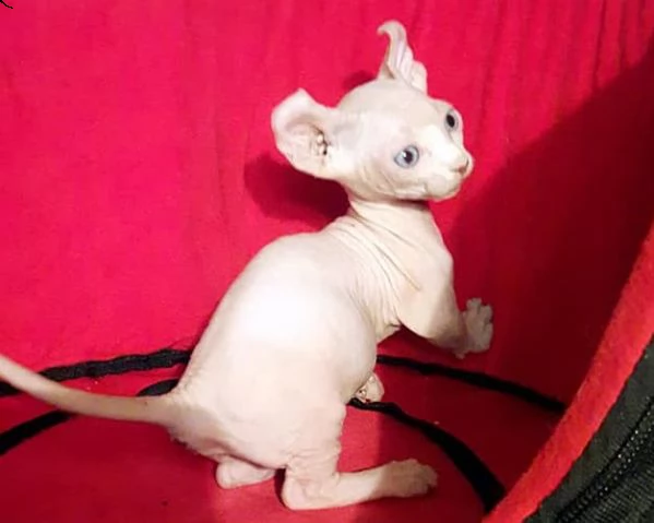 cuccioli di sphynx