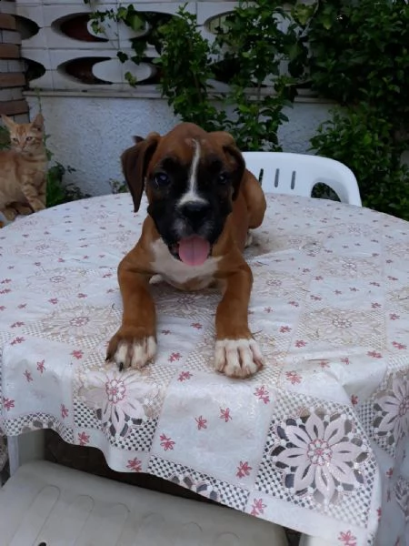 allevamento cuccioli boxer puglia bari lecce taranto foggia brindisi | Foto 2