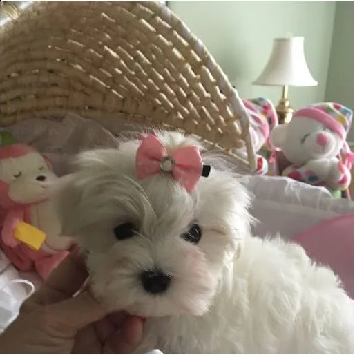 cuccioli di razza mini maltese