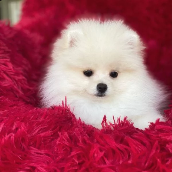 regalo  volpino pomerania mini toy 