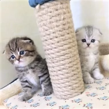 cucciolo maschi di scottish fold