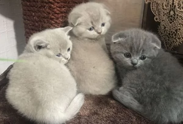 cuccioli di scottish fold