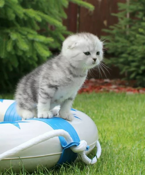 cuccioli di scottish fold 