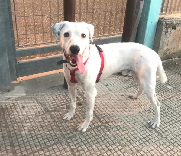 tobia giovane meticcio bianco, vittima di maltrattamenti  | Foto 4