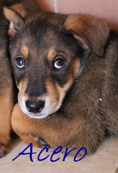 acero cucciolo mix rott-maremmano  | Foto 1