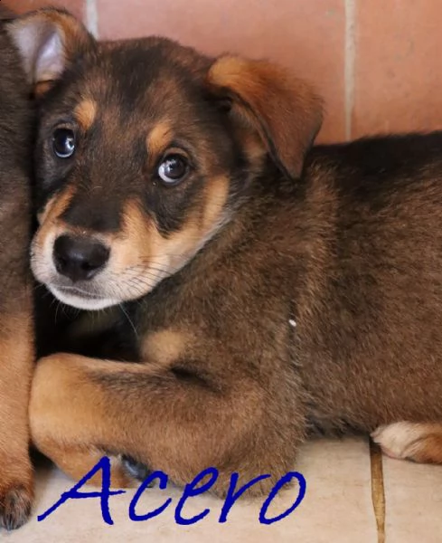 acero cucciolo mix rott-maremmano 