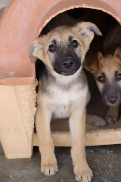 nilla, bella cucciola compatibile con i bambini (dicembre '22) | Foto 4