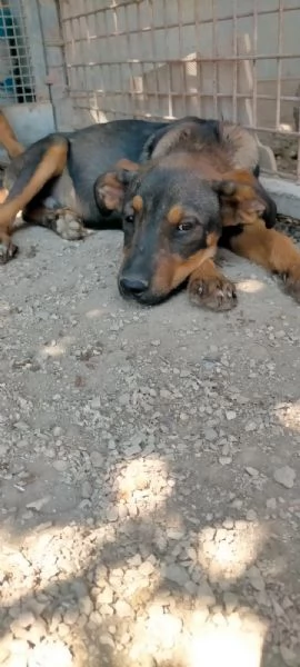 Tiglio cucciolo mix rott (ipovedente a un occhio) | Foto 4