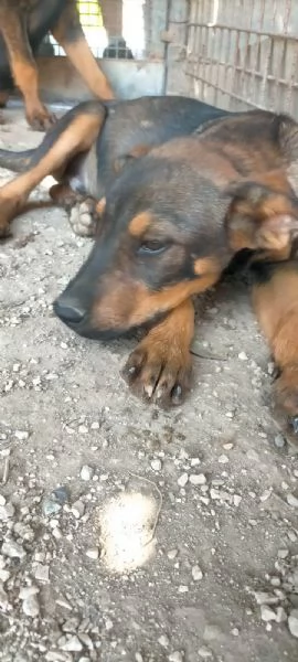 Tiglio cucciolo mix rott (ipovedente a un occhio) | Foto 3