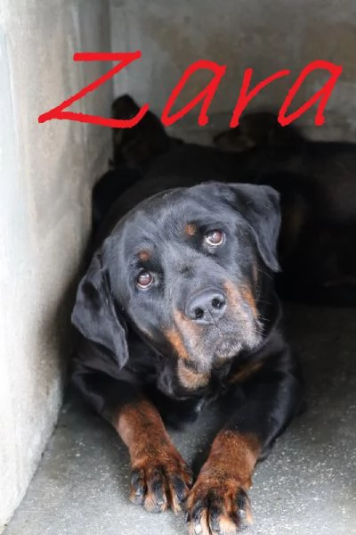 Tiglio cucciolo mix rott (ipovedente a un occhio) | Foto 1