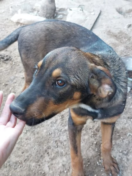 Tiglio cucciolo mix rott (ipovedente a un occhio)