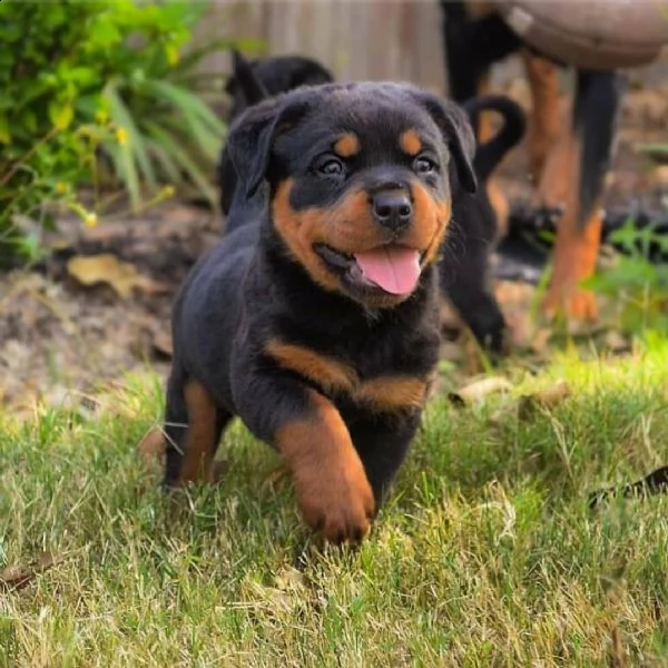 cuccioli di rottweiler in adozione | Foto 1