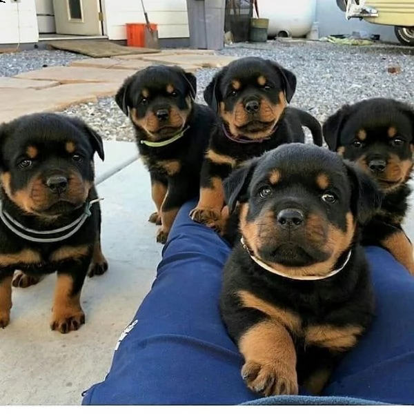 cuccioli di rottweiler in adozione | Foto 0