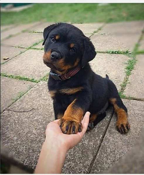 cuccioli di rottweiler in adozione