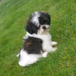 regalo dei cuccioli di shih zu