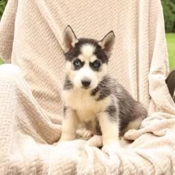 regalo di cuccioli di siberian husky